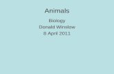 Animals Biology Donald Winslow 8 April 2011. Kingdom Animalia Sponges (invertebrate) Radially symmetrical animals (invertebrate) Bilaterally symmetrical.