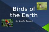 Birds of the Earth By: Jennifer Gossard. What do you want to learn first today? Characteristics of birds in your backyard Characteristics of birds in.