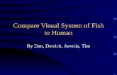 Compare Visual System of Fish to Human By Dan, Derrick, Juveria, Tim.