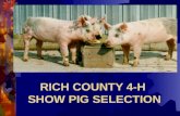 RICH COUNTY 4-H SHOW PIG SELECTION Darrell Rothlisberger.