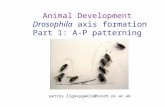 Animal Development Drosophila axis formation Part 1: A-P patterning petros.ligoxygakis@bioch.ox.ac.uk.