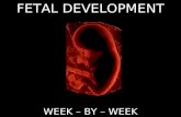 FETAL DEVELOPMENT WEEK – BY – WEEK. WEEK ONE Week one of a 40 week pregnancy actually starts from the first day of the mother’s last period. Meaning,
