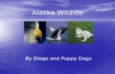 Alaska Wildlife By Diego and Puppy Dogs 3/14/11. Sea otters Most of the worlds sea otters live in Alaska. Most of the worlds sea otters live in Alaska.