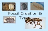 Fossil Creation & Types. The steps to create most fossils in sedimentary rock: 1) Animal dies and sinks to the bottom of shallow water, usually a lake.