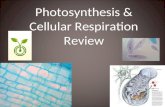 Photosynthesis & Cellular Respiration Review. 1) What are autotrophs? 1.Organisms that consume their food. 2.Organisms that decompose other organisms.