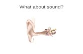 What about sound?. Two Main Types of Microphones Dynamic & Condenser Microphones mimic the ear.