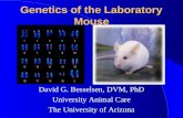Genetics of the Laboratory Mouse David G. Besselsen, DVM, PhD University Animal Care The University of Arizona.