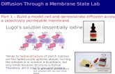 Diffusion Through a Membrane State Lab Part 1 – Build a model cell and demonstrate diffusion across a selectively permeable membrane *Binds to helical.