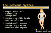 The Nervous System zMajor division - Central vs. Peripheral zCentral or CNS- brain and spinal cord zPeripheral- nerves connecting CNS to muscles and organs.