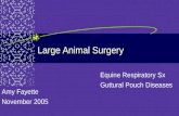 Large Animal Surgery Amy Fayette November 2005 Equine Respiratory Sx Guttural Pouch Diseases.