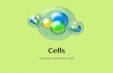 Cells Animal and Plant Cells. Cell Structure & Function .