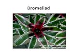 Bromeliad. Ageratum Aglaonema Peruvian Lily Snapdragon.