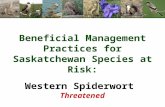 Beneficial Management Practices for Saskatchewan Species at Risk: Western Spiderwort Threatened.