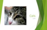 Cats by NF. Characteristics  Cats walk on their toes, like horses and dogs. When they walk, they use a pacing gait, which means they move the feet on.