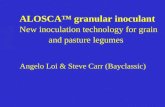 ALOSCA™ granular inoculant New inoculation technology for grain and pasture legumes Angelo Loi & Steve Carr (Bayclassic)