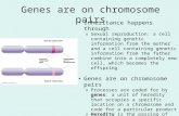 Genes are on chromosome pairs Inheritance happens through o Sexual reproduction: a cell containing genetic information from the mother and a cell containing.