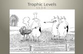 Trophic Levels 13.3-4. Producers Primary Consumers Secondary Consumers Tertiary Consumers.