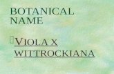 BOTANICAL NAME  V IOLA X WITTROCKIANA PRONUNCIATION  vie - OH - lah.