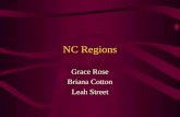 NC Regions Grace Rose Briana Cotton Leah Street. Coastal Plain Grace Rose.