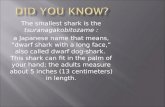 The smallest shark is the tsuranagakobitozame : a Japanese name that means, “dwarf shark with a long face,” also called dwarf dog-shark. This shark can.