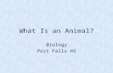 What Is an Animal? Biology Post Falls HS. Characteristics Heterotroph Movement (and sessile) Energy from nutrients Eukaryotic with adaptations.