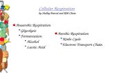Anaerobic Respiration  Glycolysis  Fermentation Alcohol Lactic Acid Cellular Respiration Cellular Respiration by Shelley Penrod and RM Chute Cellular.