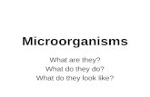 Microorganisms What are they? What do they do? What do they look like?