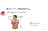26-1 Human Anatomy McKinley & O'Loughlin Digestive System.