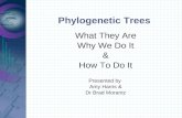 Phylogenetic Trees What They Are Why We Do It & How To Do It Presented by Amy Harris & Dr Brad Morantz.