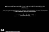 ATP-Induced Conformational Dynamics in the AAA+ Motor Unit of Magnesium Chelatase Joakim Lundqvist, Hans Elmlund, Ragna Peterson Wulff, Lisa Berglund,