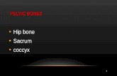 1 PELVIC BONES PELVIC BONES Hip bone Sacrum coccyx.