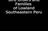 Bird Orders and Families of Lowland Southeastern Peru.