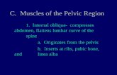 C. Muscles of the Pelvic Region 1. Internal oblique- compresses abdomen, flattens lumbar curve of the spine a. Originates from the pelvis b. Inserts at.