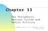 Chapter 13 The Peripheral Nervous System and Reflex Activity J.F. Thompson, Ph.D. & J.R. Schiller, Ph.D. & G. Pitts, Ph.D.
