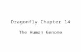 Dragonfly Chapter 14 The Human Genome. Section 14-1: Human Heredity Key Concepts: How is sex determined? How do small changes in DNA Cause genetic disorders?