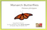Monarch Butterflies PowerPoint Pizzazz by the ‘Butterfly Lady’ Jacqui Knight of Russell, Bay of Islands, NZ Danaus plexippus.