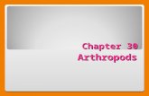 Chapter 30 Arthropods Section 28.1 Summary – pages 741 - 746 Section 28.1 Summary – pages 741 - 746 segmented coelomate exoskeletonA typical arthropod.