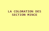 LA COLORATION DES SECTION MINCE. STRUCTURE DES COLORANTS affinité élective des structures intra et extracellulaires pour un type de colorant bien déterminé