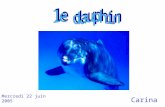 Carina Mercredi 22 juin 2005. Parties du corps du dauphin. Explications sur le dauphin Intelligence Comportement Description Reproduction Le dauphin et.