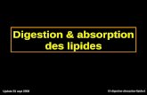 15-digestion-absorption-lipides1 Digestion & absorption des lipides Update 31 sept 2008.