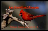 Philippe Robert et Lucas R.-S. Le Cardinal Rouge.