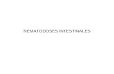 NEMATODOSES INTESTINALES. Parasites intestinaux Helminthes Protozoaires vers Némathelminthes Plathelminthes vers ronds vers plats Nématodes Cestodes Trématodes.