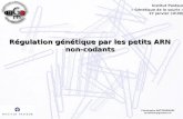 Régulation génétique par les petits ARN non- codants Christophe ANTONIEWSKI antoniew@pasteur.fr Institut Pasteur « Génétique de la souris » 27 janvier.