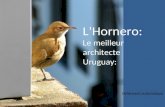 LHornero: Le meilleur architecte Uruguay: Défilement automatique.