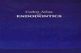 Color atlas of endodontics - Johnson