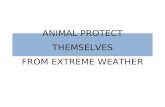 Animal Protect Themselves Weather