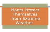 Plants Protect Themselves Fm Extreme Weather