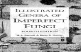 BOOK Illustrated Genera of Imperfect Fugi