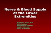 Nerve and Blood Supply of Lower Extremities