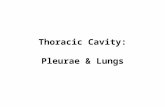 Anatomy, Lecture 5, Pleurae & Lungs (slides)